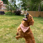 BubbleLick Bubble Treats Peanut Butter Swirl Flavored Bubbles for Pets